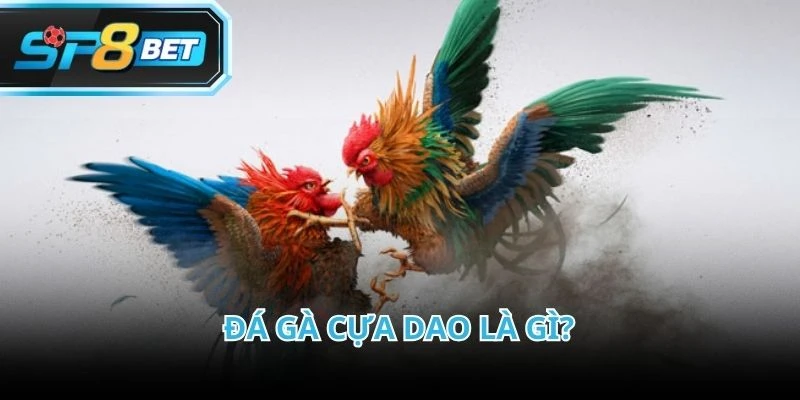Đá gà cựa dao được xem là hình thức thi đấu mang tính đối kháng cao