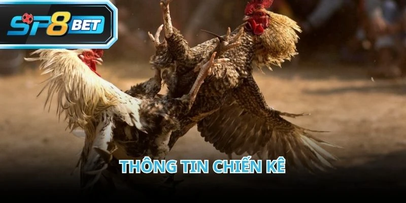 Phân tích chiến kê là bước quan trọng khi tham gia đá gà trực tiếp C2